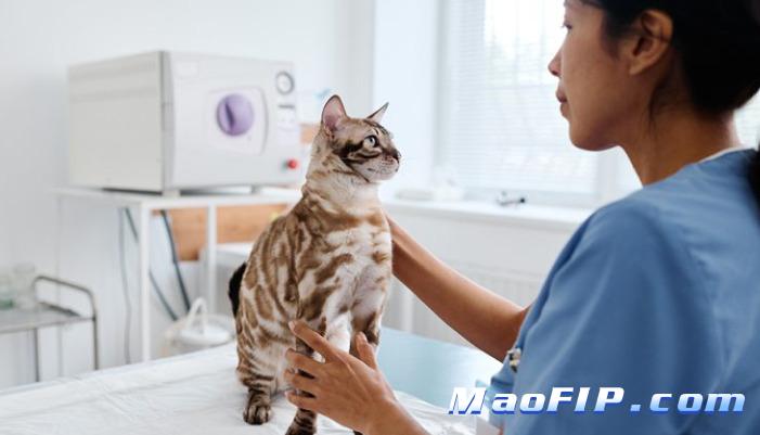 猫传腹的临床管理和护理