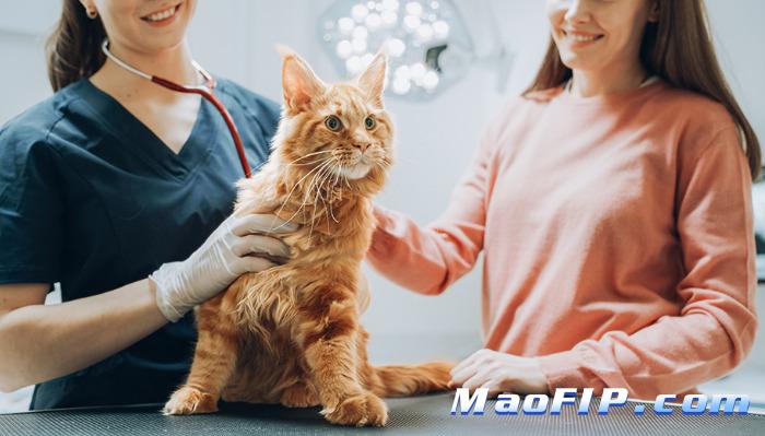 猫得猫传腹的症状