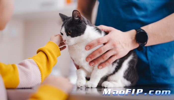 猫传腹传染以后会发病么