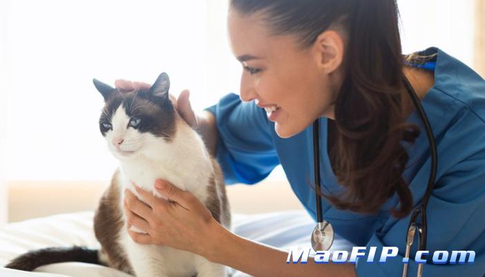 猫传染性腹膜炎(FIP)治疗过程