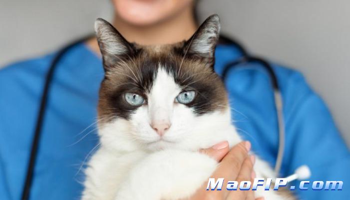 猫猫得了猫传腹怎么办