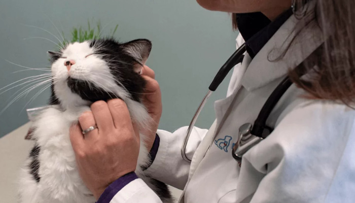 猫传腹用GS药治疗靠谱吗 有没有副作用