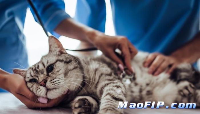 猫传腹怎么回事