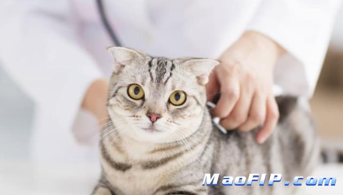 猫传腹特效药441成分