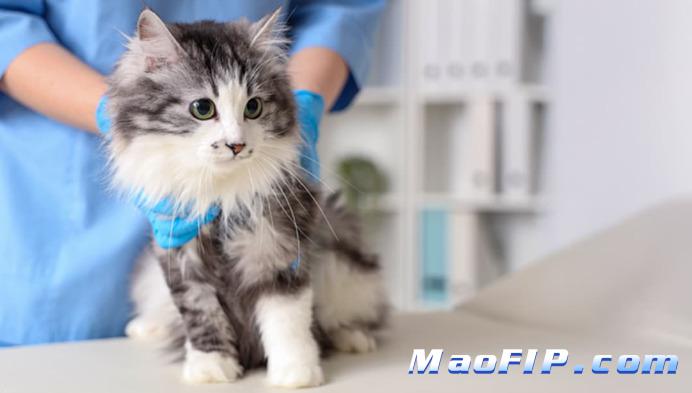 猫传腹干性怎么治疗最好