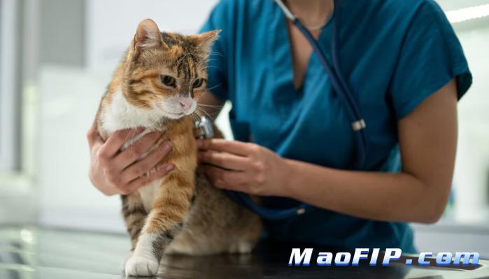 猫传染性腹膜炎的病毒特性与变异