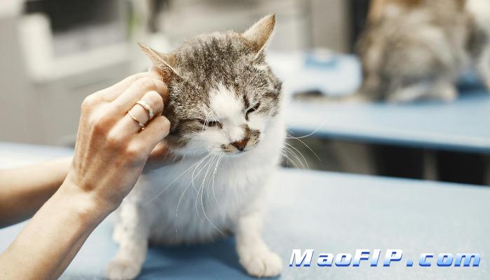 猫传腹诊断全过程猫主人必懂的事