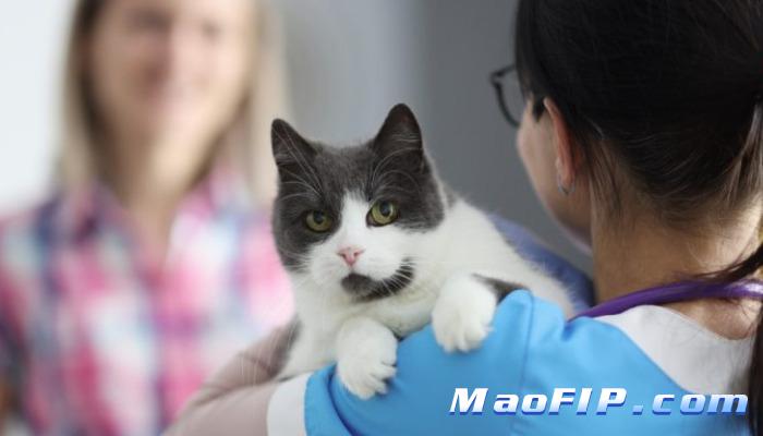 治疗猫传腹的药物