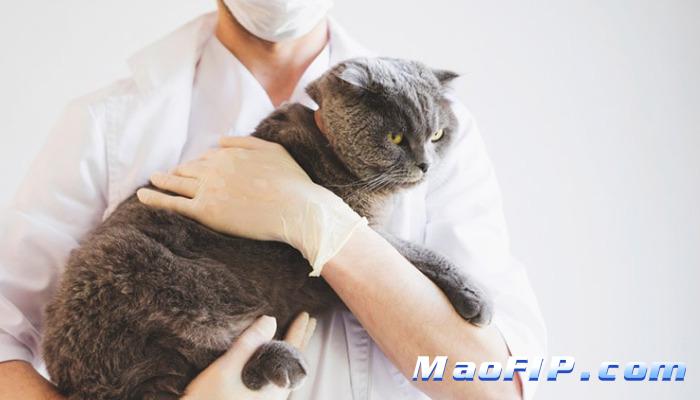 猫传腹诊断期主人最容易犯什么错