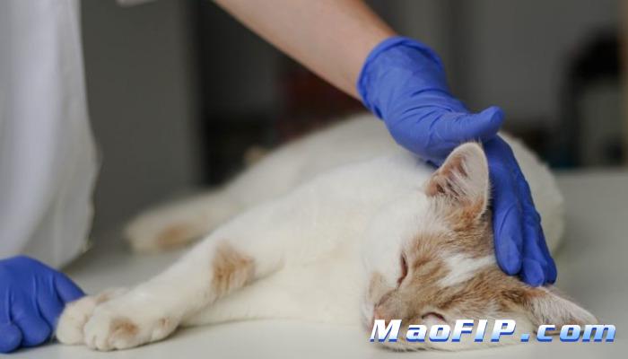 猫传腹打441还是会反复发烧