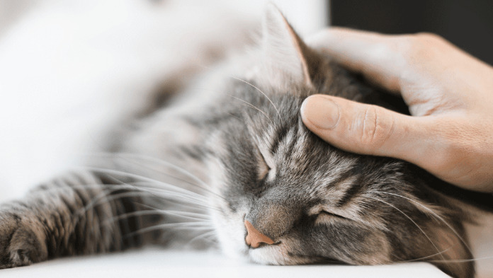 猫咪传腹确诊需要做哪些检查