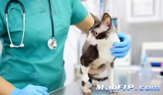 猫传腹会不会引起贫血