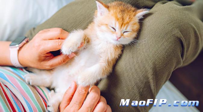 猫传腹治疗多久可以绝育