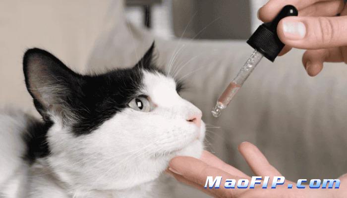 猫传染性腹膜炎的早期症状