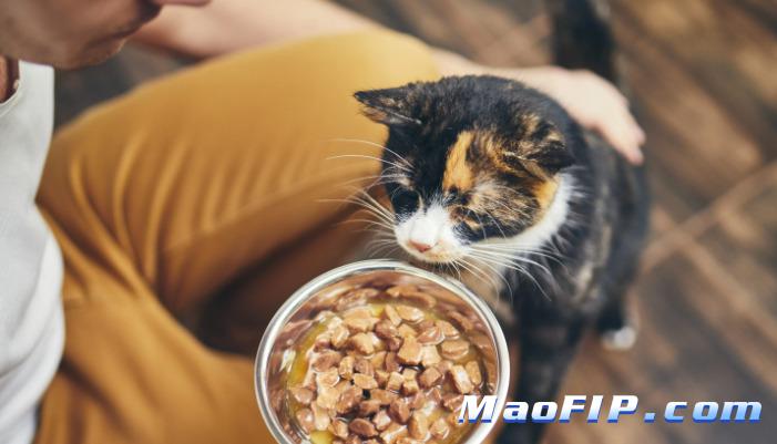 猫传腹前期明显症状