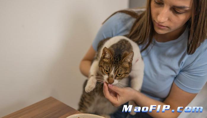 检查报告出来前主人能做什么