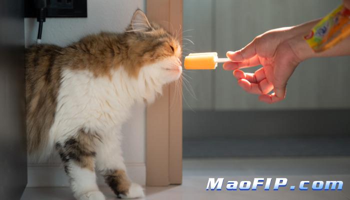 猫传染性腹膜炎特征