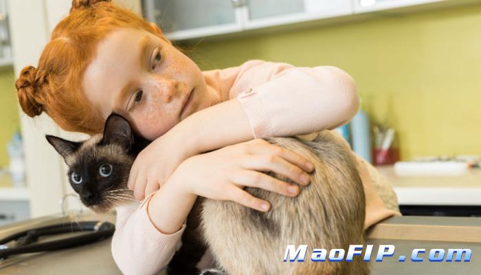 猫传腹什么症状救不回来了