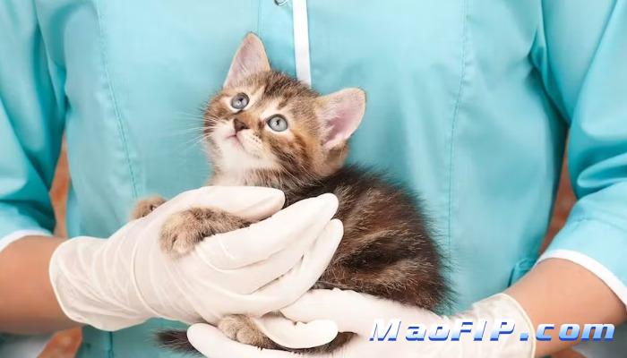 猫传腹晚期连续抽搐瘫痪