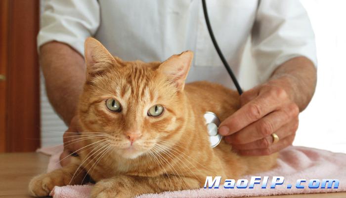 猫传腹疫苗的副作用有哪些