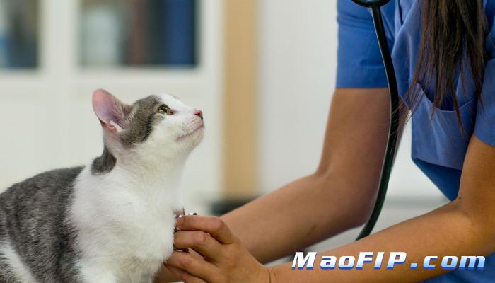 猫传染性腹膜炎治疗费用能分期吗