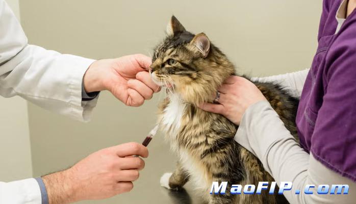 猫传染性腹膜炎会发烧吗