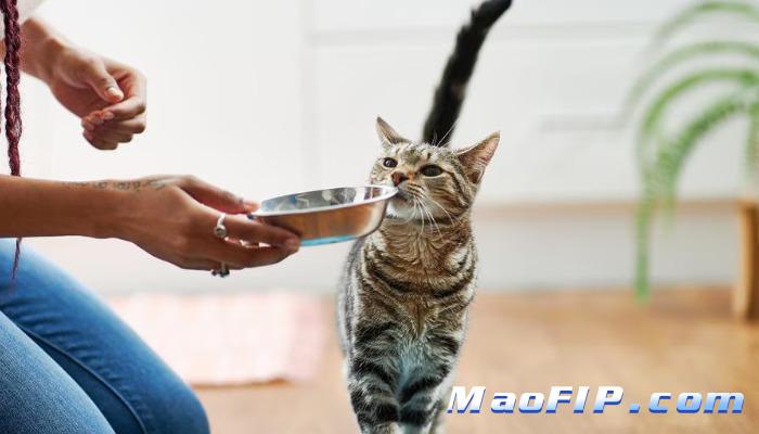 猫传腹(FIP)不治疗会怎么样