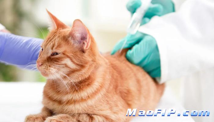 猫传腹要打多久GS-441524