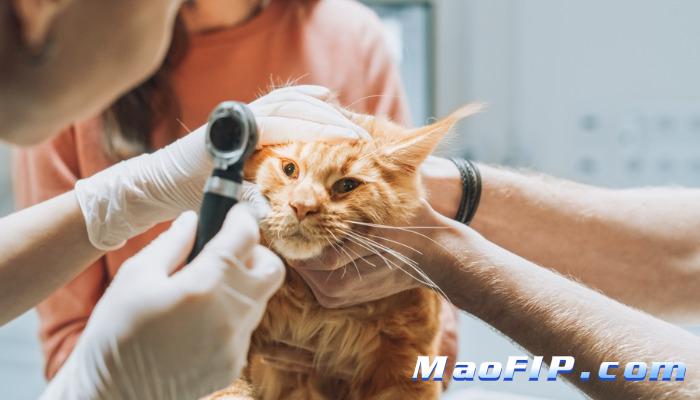 冬天如何降低猫传腹发生率