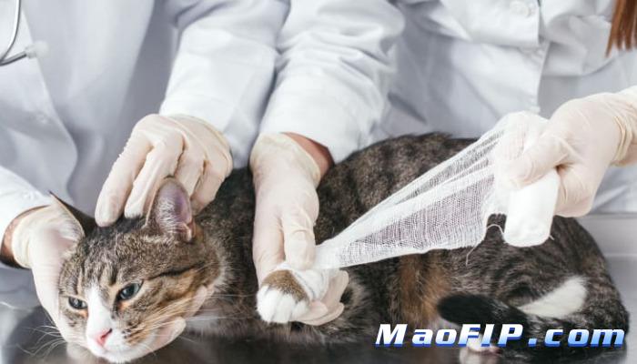 湿性猫传腹不治疗能活多久