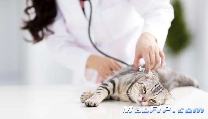 猫传腹治好后寿命多长