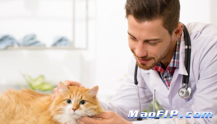 猫传腹治疗几率