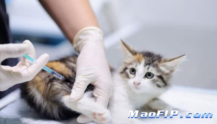 猫传腹复发还能有救吗