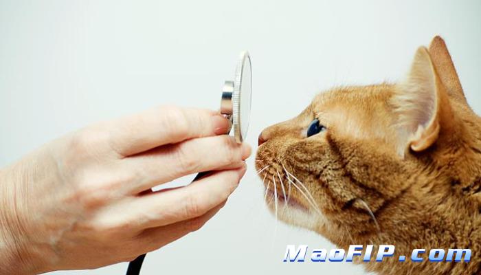 猫传腹治疗期间可以吃罐头吗