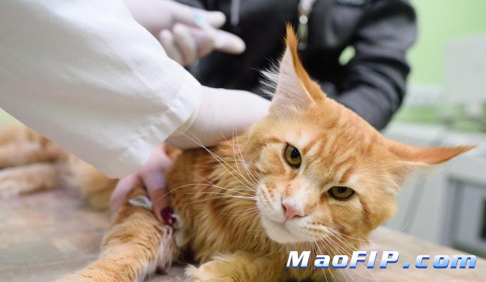 猫传腹一般多久会死