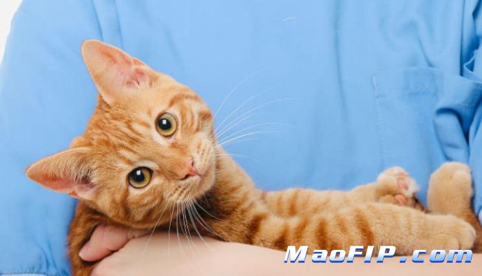 每只猫得传腹表现都一样吗