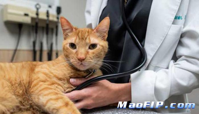 猫传染性腹膜炎治疗方案是什么