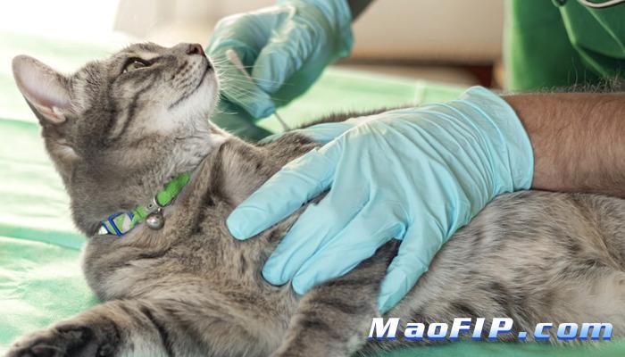 猫传腹使用的441是什么