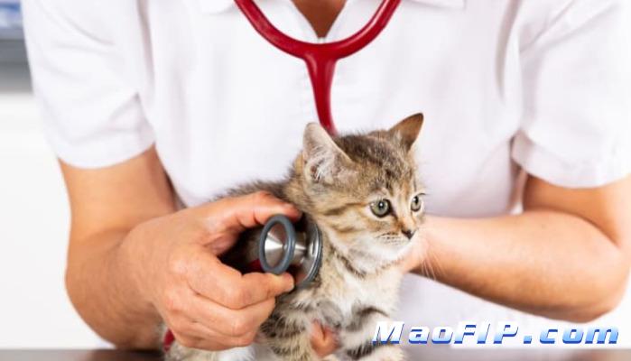 干性猫传腹会有哪些明显症状