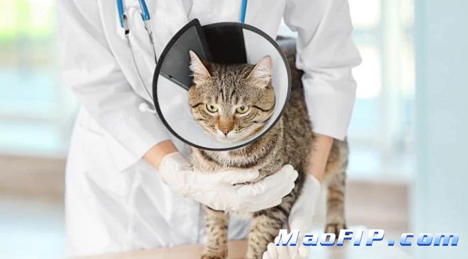 猫传腹441在哪里能买到