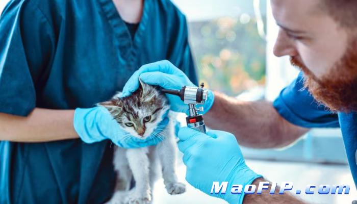 得猫传腹多久能看出症状