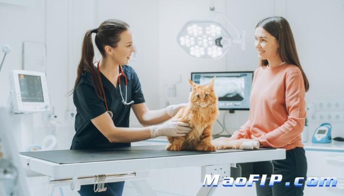 猫传腹在家怎么治疗