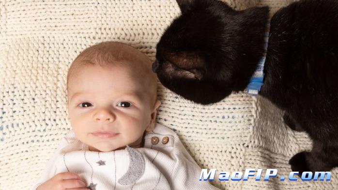 猫传染性腹膜炎的临床症状