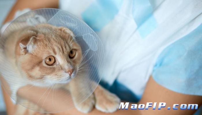 猫咪得传腹的诊断标准是什么