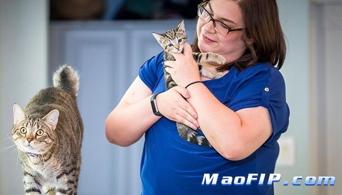 怎样会得猫传腹