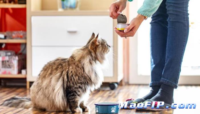 猫传染性腹膜炎的危害