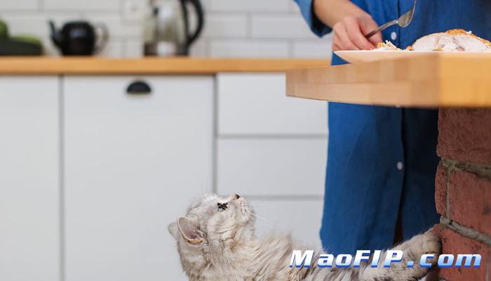 猫传染性腹膜炎治疗方案最新