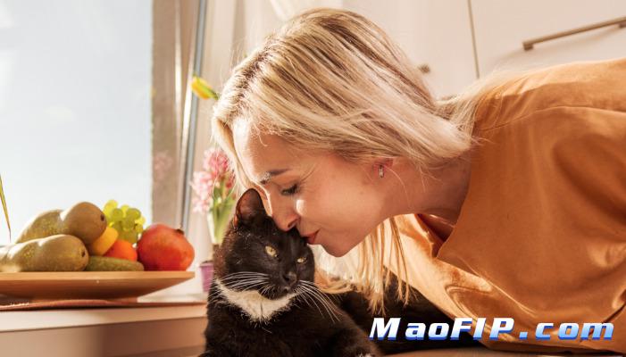 猫在什么情况下会得猫传腹(FIP)