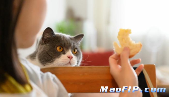 猫传腹能不能只靠保守治疗