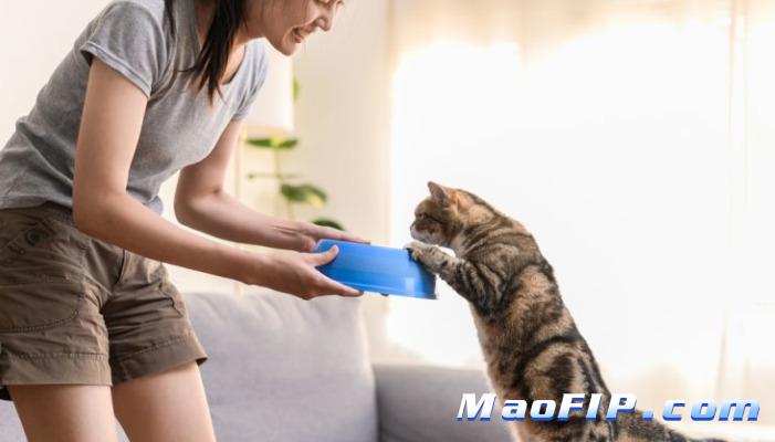 猫传腹441剂量